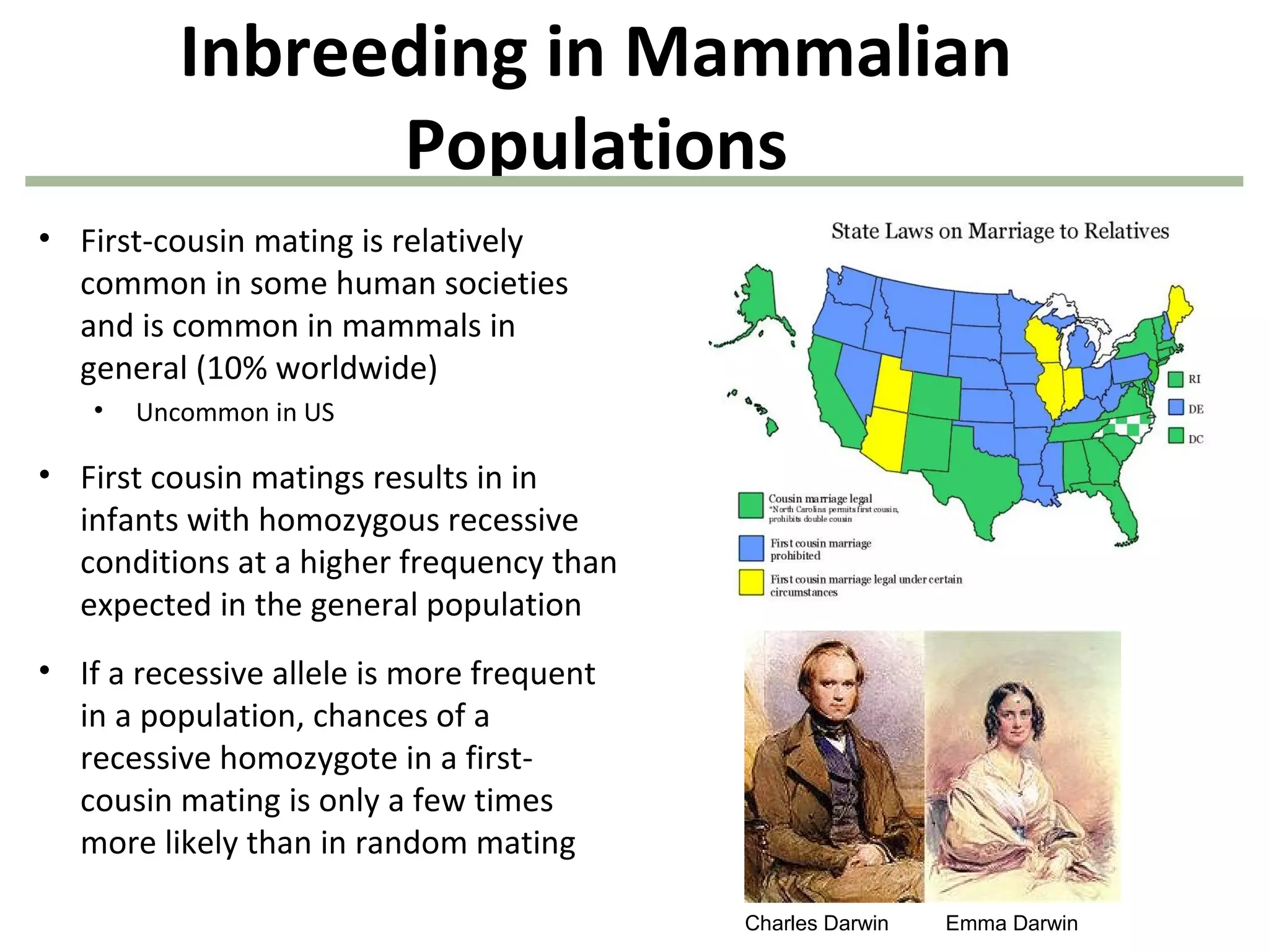 Inbreeding in Mammalian
Populations
• First-cousin mating is relatively
common in some human societies
and is common in mammals in
general (10% worldwide)
• Uncommon in US
• First cousin matings results in in
infants with homozygous recessive
conditions at a higher frequency than
expected in the general population
• If a recessive allele is more frequent
in a population, chances of a
recessive homozygote in a first-
cousin mating is only a few times
more likely than in random mating
Charles Darwin Emma Darwin
 