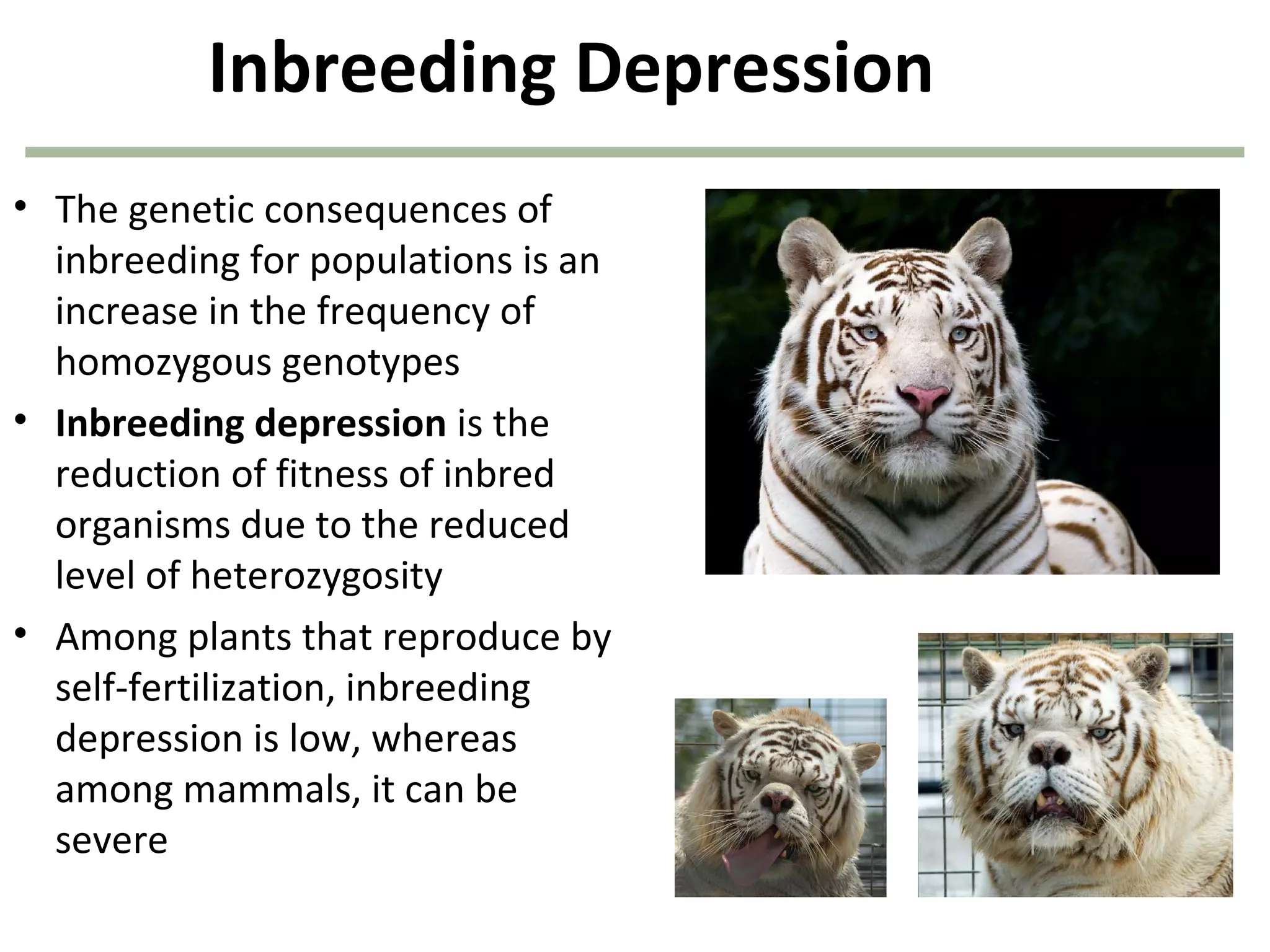 Inbreeding Depression
• The genetic consequences of
inbreeding for populations is an
increase in the frequency of
homozygous genotypes
• Inbreeding depression is the
reduction of fitness of inbred
organisms due to the reduced
level of heterozygosity
• Among plants that reproduce by
self-fertilization, inbreeding
depression is low, whereas
among mammals, it can be
severe
 