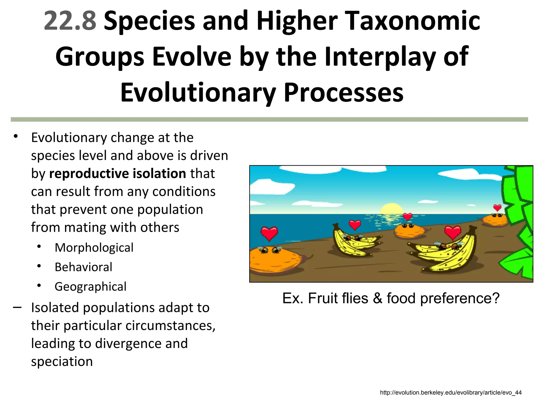 22.8 Species and Higher Taxonomic
Groups Evolve by the Interplay of
Evolutionary Processes
• Evolutionary change at the
species level and above is driven
by reproductive isolation that
can result from any conditions
that prevent one population
from mating with others
• Morphological
• Behavioral
• Geographical
– Isolated populations adapt to
their particular circumstances,
leading to divergence and
speciation
Ex. Fruit flies & food preference?
http://evolution.berkeley.edu/evolibrary/article/evo_44
 
