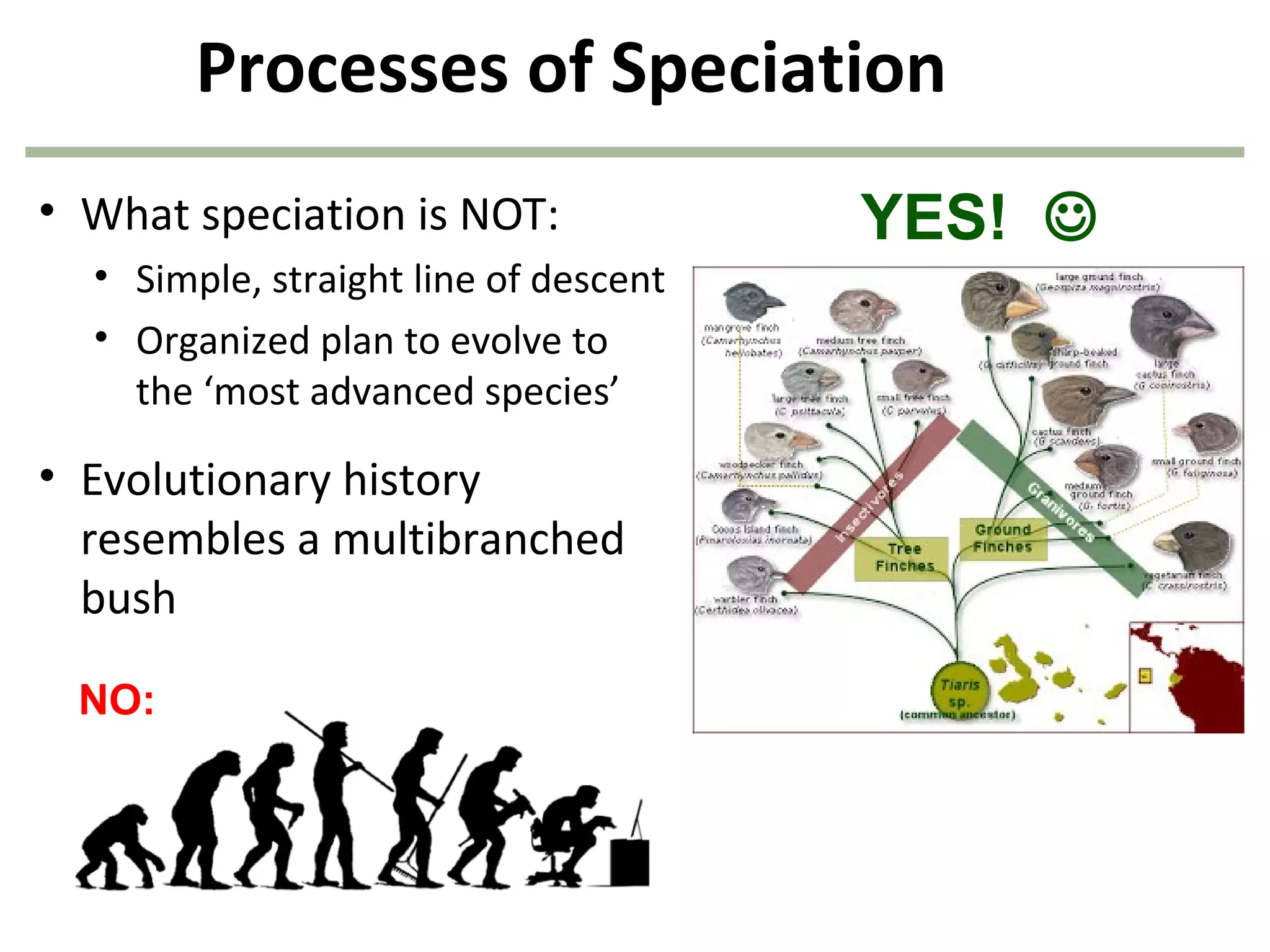 Processes of Speciation
• What speciation is NOT:
• Simple, straight line of descent
• Organized plan to evolve to
the ‘most advanced species’
• Evolutionary history
resembles a multibranched
bush
NO:
YES! 
 