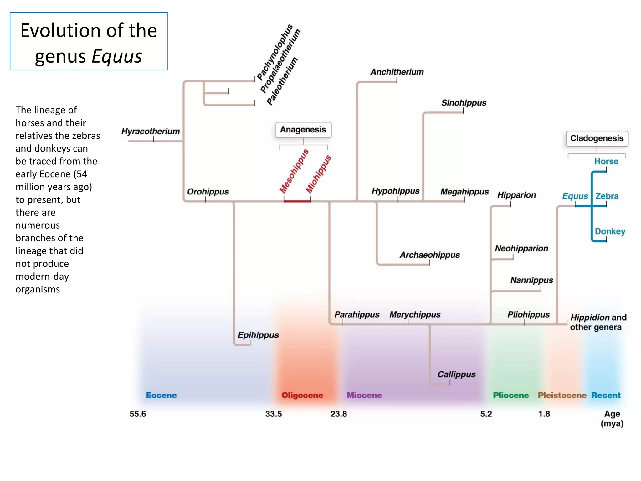 Evolution of the
genus Equus
The lineage of
horses and their
relatives the zebras
and donkeys can
be traced from the
early Eocene (54
million years ago)
to present, but
there are
numerous
branches of the
lineage that did
not produce
modern-day
organisms
 
