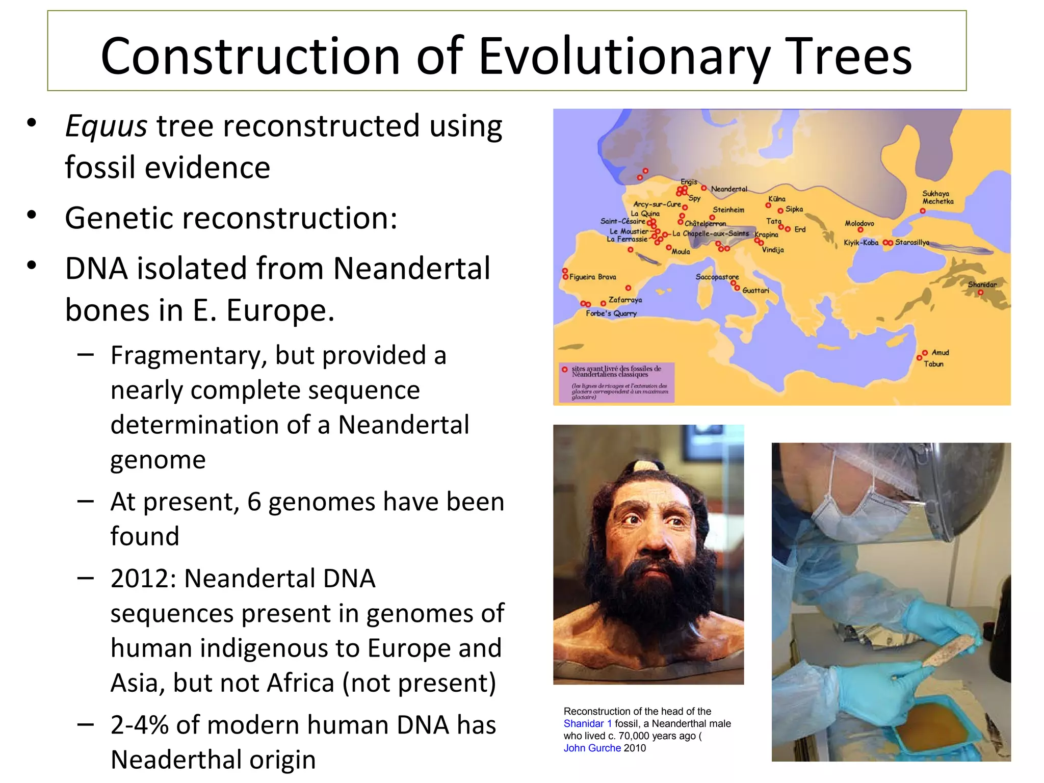 Construction of Evolutionary Trees
• Equus tree reconstructed using
fossil evidence
• Genetic reconstruction:
• DNA isolated from Neandertal
bones in E. Europe.
– Fragmentary, but provided a
nearly complete sequence
determination of a Neandertal
genome
– At present, 6 genomes have been
found
– 2012: Neandertal DNA
sequences present in genomes of
human indigenous to Europe and
Asia, but not Africa (not present)
– 2-4% of modern human DNA has
Neaderthal origin
Reconstruction of the head of the
Shanidar 1 fossil, a Neanderthal male
who lived c. 70,000 years ago (
John Gurche 2010
 