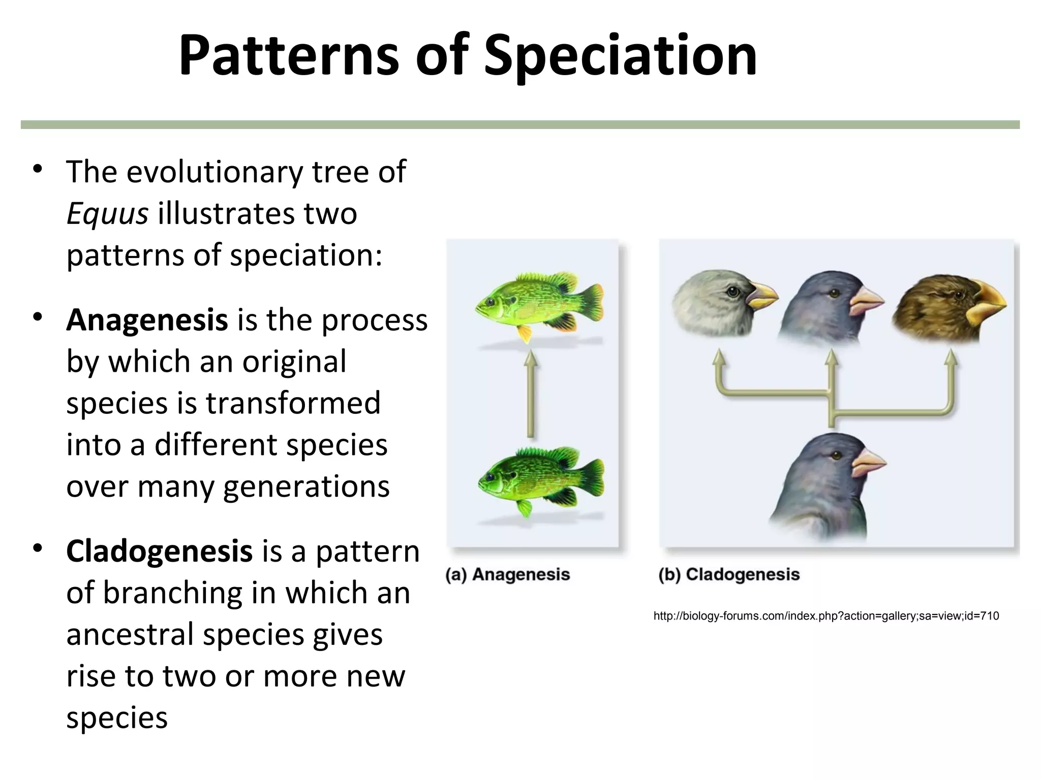 Patterns of Speciation
• The evolutionary tree of
Equus illustrates two
patterns of speciation:
• Anagenesis is the process
by which an original
species is transformed
into a different species
over many generations
• Cladogenesis is a pattern
of branching in which an
ancestral species gives
rise to two or more new
species
http://biology-forums.com/index.php?action=gallery;sa=view;id=710
 
