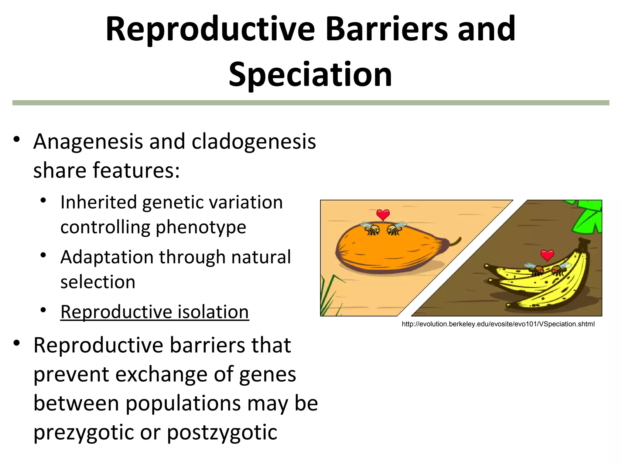Reproductive Barriers and
Speciation
• Anagenesis and cladogenesis
share features:
• Inherited genetic variation
controlling phenotype
• Adaptation through natural
selection
• Reproductive isolation
• Reproductive barriers that
prevent exchange of genes
between populations may be
prezygotic or postzygotic
http://evolution.berkeley.edu/evosite/evo101/VSpeciation.shtml
 