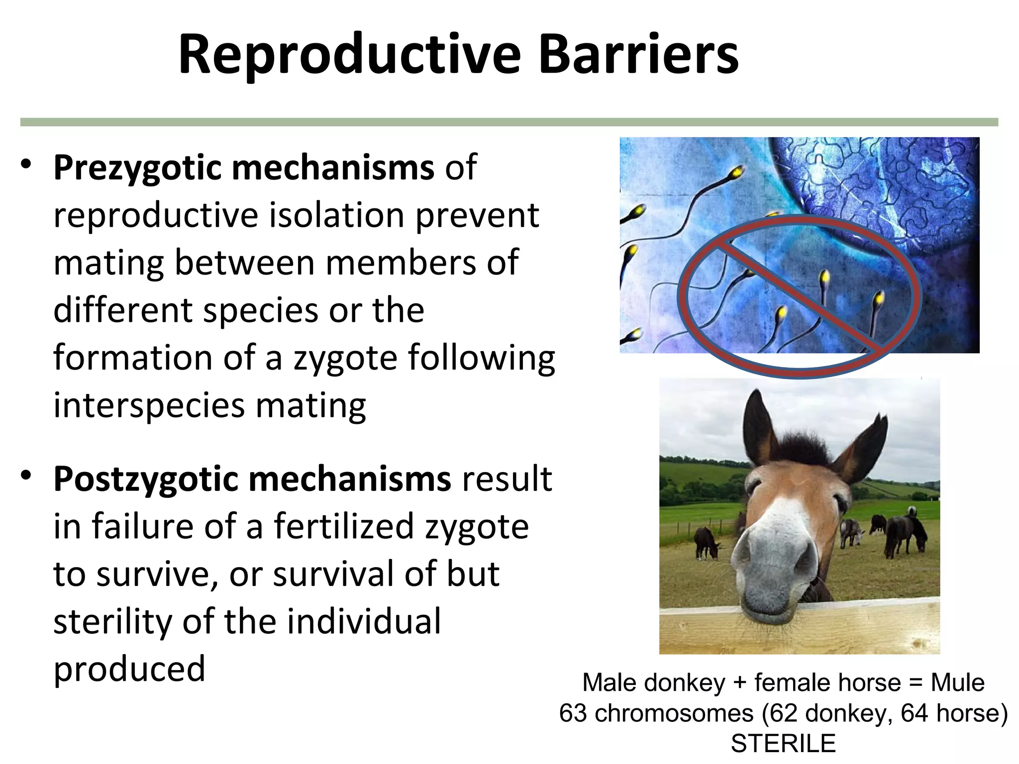 Reproductive Barriers
• Prezygotic mechanisms of
reproductive isolation prevent
mating between members of
different species or the
formation of a zygote following
interspecies mating
• Postzygotic mechanisms result
in failure of a fertilized zygote
to survive, or survival of but
sterility of the individual
produced Male donkey + female horse = Mule
63 chromosomes (62 donkey, 64 horse)
STERILE
 