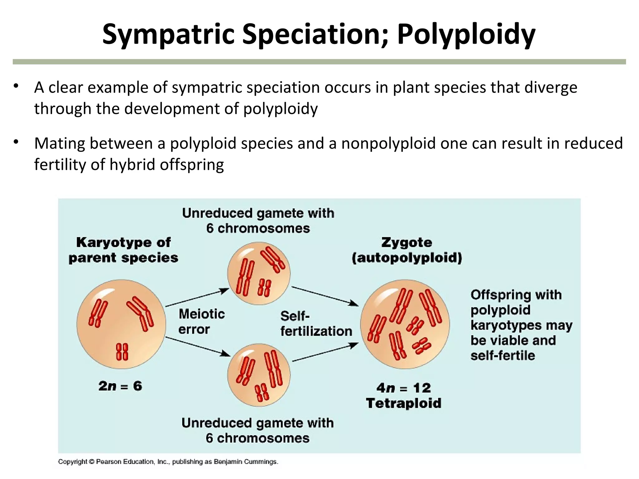 Sympatric Speciation; Polyploidy
• A clear example of sympatric speciation occurs in plant species that diverge
through the development of polyploidy
• Mating between a polyploid species and a nonpolyploid one can result in reduced
fertility of hybrid offspring
 