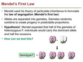Genetics chapter 2 part 1 (1) | PPT