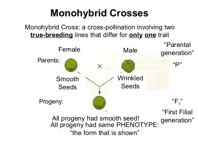 what is the definition of monohybrid what is the definition of monohybrid