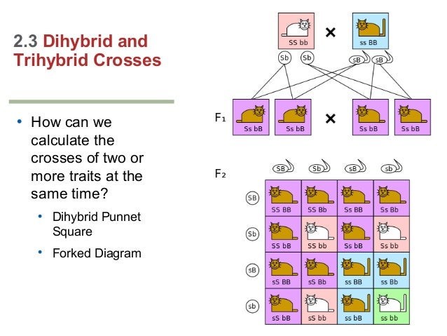 trihybrid cross