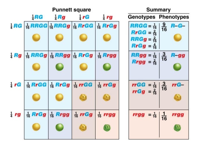 Genetics chapter 2 part 1 (1)