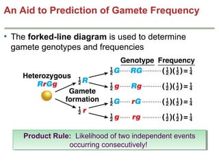 An Aid to Prediction of Gamete Frequency
• The forked-line diagram is used to determine
gamete genotypes and frequencies

Product Rule: Likelihood of two independent events
Product Rule: Likelihood of two independent events
occurring consecutively!
occurring consecutively!

 