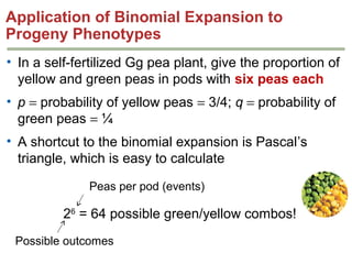 Application of Binomial Expansion to
Progeny Phenotypes
• In a self-fertilized Gg pea plant, give the proportion of
yellow and green peas in pods with six peas each
• p = probability of yellow peas = 3/4; q = probability of
green peas = ¼
• A shortcut to the binomial expansion is Pascal’s
triangle, which is easy to calculate
Peas per pod (events)

26 = 64 possible green/yellow combos!
Possible outcomes

 