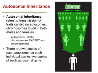 Autosomal Inheritance
• Autosomal inheritance
refers to transmission of
traits carried on autosomes,
chromosomes found in both
males and females
• Autosomes: all the
chromosomes EXCEPT sex
chromosomes!

• There are two copies of
each autosome; so each
individual carries two copies
of each autosomal gene

 