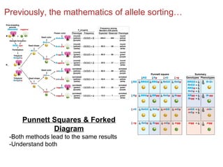 Previously, the mathematics of allele sorting…

Punnett Squares & Forked
Diagram
-Both methods lead to the same results
-Understand both

 