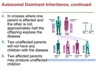 Autosomal Dominant Inheritance, continued
4. In crosses where one
parent is affected and
the other is not,
approximately half the
offspring express the
disease
5. Two unaffected parents
will not have any
children with the disease
6. Two affected parents
may produce unaffected
children

 