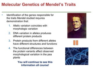 Molecular Genetics of Mendel’s Traits
•

Identification of the genes responsible for
the traits Mendel studied requires
demonstration that:
1. Allelic variation coincides with
morphologic variation
2. DNA variation in alleles produces
different protein products
3. Protein products from different alleles
have different structures and functions
4. The functional differences between
the protein variants affect observed
morphological variation in the pea
plants
You will continue to see this
information all course!

 