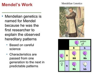 Mendel’s Work
• Mendelian genetics is
named for Mendel
because he was the
first researcher to
explain the observed
hereditary patterns
• Based on careful
science
• Characteristics are
passed from one
generation to the next in
predictable patterns

 