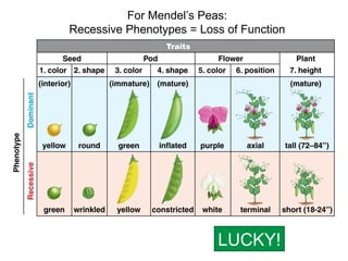For Mendel’s Peas:
Recessive Phenotypes = Loss of Function

LUCKY!

 