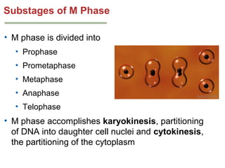 M Phase Process Genetics chapter 3 part 1 | PPT