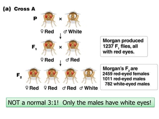 NOT a normal 3:1! Only the males have white eyes!

 
