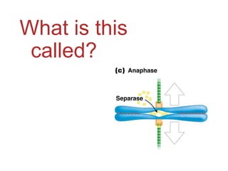 What is this
called?

 