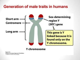 Generation of male traits in humans

 