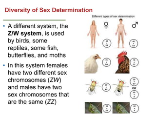 Diversity of Sex Determination
• A different system, the
Z/W system, is used
by birds, some
reptiles, some fish,
butterflies, and moths
• In this system females
have two different sex
chromosomes (ZW)
and males have two
sex chromosomes that
are the same (ZZ)

 