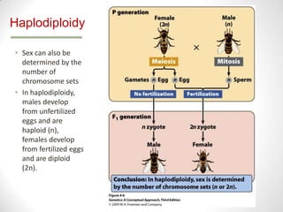 Haplodiploidy
• Sex can also be
determined by the
number of
chromosome sets
• In haplodiploidy,
males develop
from unfertilized
eggs and are
haploid (n),
females develop
from fertilized eggs
and are diploid
(2n).

 