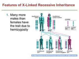 Features of X-Linked Recessive Inheritance
1. Many more
males than
females have
the trait due to
hemizygosity

 