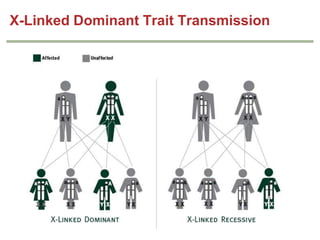 X-Linked Dominant Trait Transmission

 