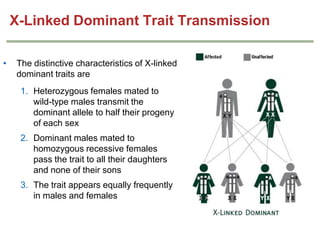 X-Linked Dominant Trait Transmission
•

The distinctive characteristics of X-linked
dominant traits are
1. Heterozygous females mated to
wild-type males transmit the
dominant allele to half their progeny
of each sex

2. Dominant males mated to
homozygous recessive females
pass the trait to all their daughters
and none of their sons
3. The trait appears equally frequently
in males and females

 