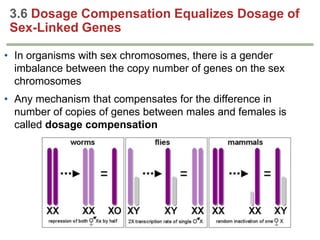 3.6 Dosage Compensation Equalizes Dosage of
Sex-Linked Genes
• In organisms with sex chromosomes, there is a gender
imbalance between the copy number of genes on the sex
chromosomes
• Any mechanism that compensates for the difference in
number of copies of genes between males and females is
called dosage compensation

 