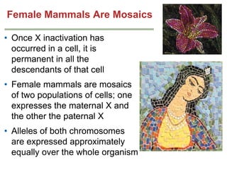 Female Mammals Are Mosaics
• Once X inactivation has
occurred in a cell, it is
permanent in all the
descendants of that cell

• Female mammals are mosaics
of two populations of cells; one
expresses the maternal X and
the other the paternal X
• Alleles of both chromosomes
are expressed approximately
equally over the whole organism

 