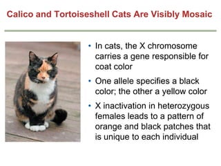 Calico and Tortoiseshell Cats Are Visibly Mosaic
• In cats, the X chromosome
carries a gene responsible for
coat color
• One allele specifies a black
color; the other a yellow color
• X inactivation in heterozygous
females leads to a pattern of
orange and black patches that
is unique to each individual

 
