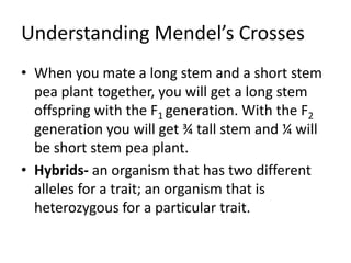 Understanding Mendel’s Crosses
• When you mate a long stem and a short stem
pea plant together, you will get a long stem
offspring with the F1 generation. With the F2
generation you will get ¾ tall stem and ¼ will
be short stem pea plant.
• Hybrids- an organism that has two different
alleles for a trait; an organism that is
heterozygous for a particular trait.
 