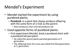 Mendel’s Experiment
• Mendel started the experiment by using
purebred plants.
– Purebred- is a plant that always produce offspring
with the same form of a trait as the parent.
• Short produces short and tall produces tall.
• Used opposite forms of purebred plants.
– First experiment Mendel, bred a purebred short with
a purebred tall pea plant.
• He called the parent plants parental generation or P
generation.
• The offspring from this cross was called first filial generation,
or F1 generation.
 