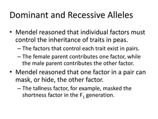 Dominant and Recessive Alleles
• Mendel reasoned that individual factors must
control the inheritance of traits in peas.
– The factors that control each trait exist in pairs.
– The female parent contributes one factor, while
the male parent contributes the other factor.
• Mendel reasoned that one factor in a pair can
mask, or hide, the other factor.
– The tallness factor, for example, masked the
shortness factor in the F1 generation.
 