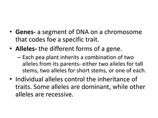 • Genes- a segment of DNA on a chromosome
that codes foe a specific trait.
• Alleles- the different forms of a gene.
– Each pea plant inherits a combination of two
alleles from its parents- either two alleles for tall
stems, two alleles for short stems, or one of each.
• Individual alleles control the inheritance of
traits. Some alleles are dominant, while other
alleles are recessive.
 