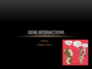 Genetics
Chapter 4, Part 1
GENE INTERACTIONS
 