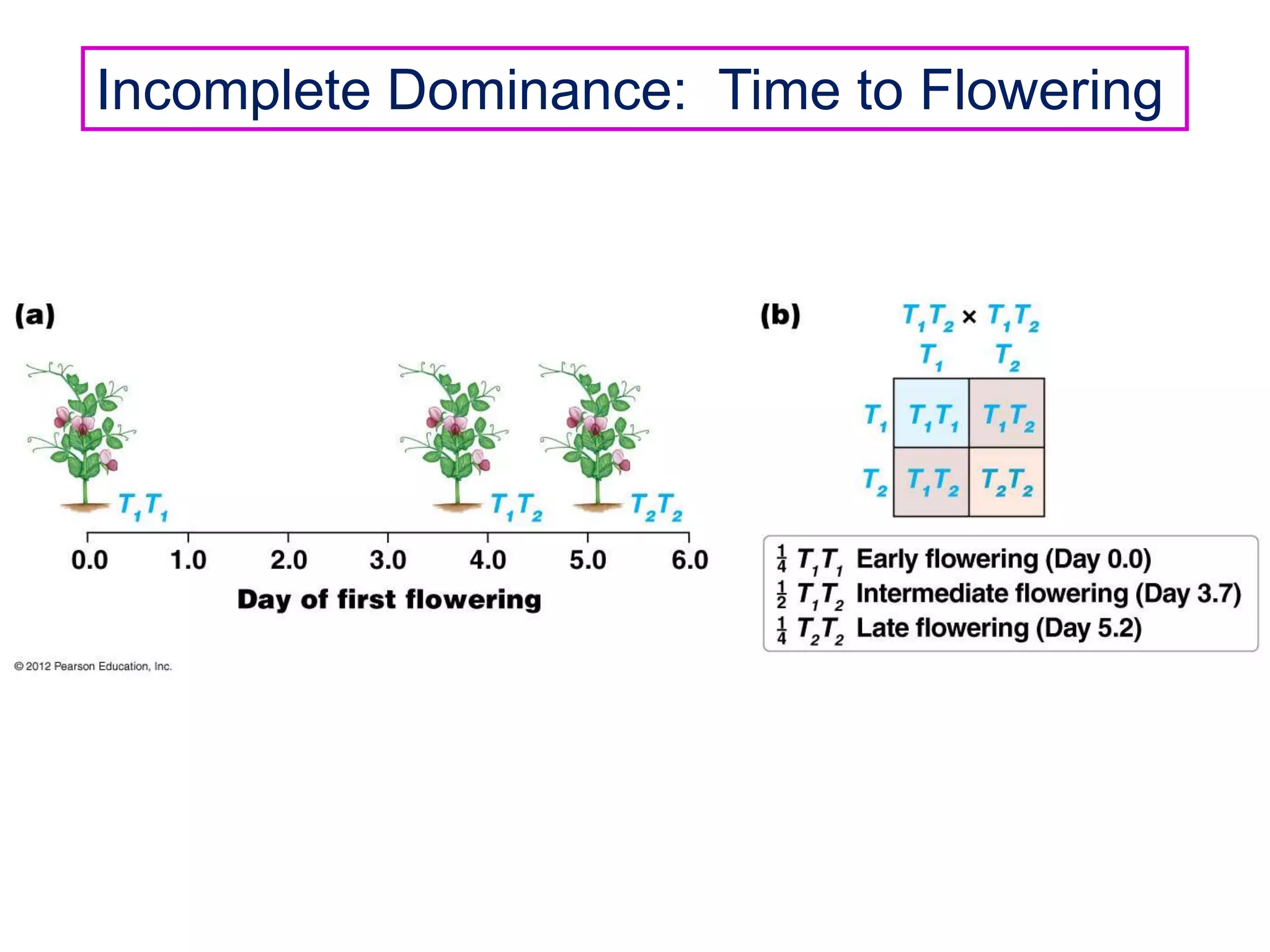 Incomplete Dominance: Time to Flowering

 