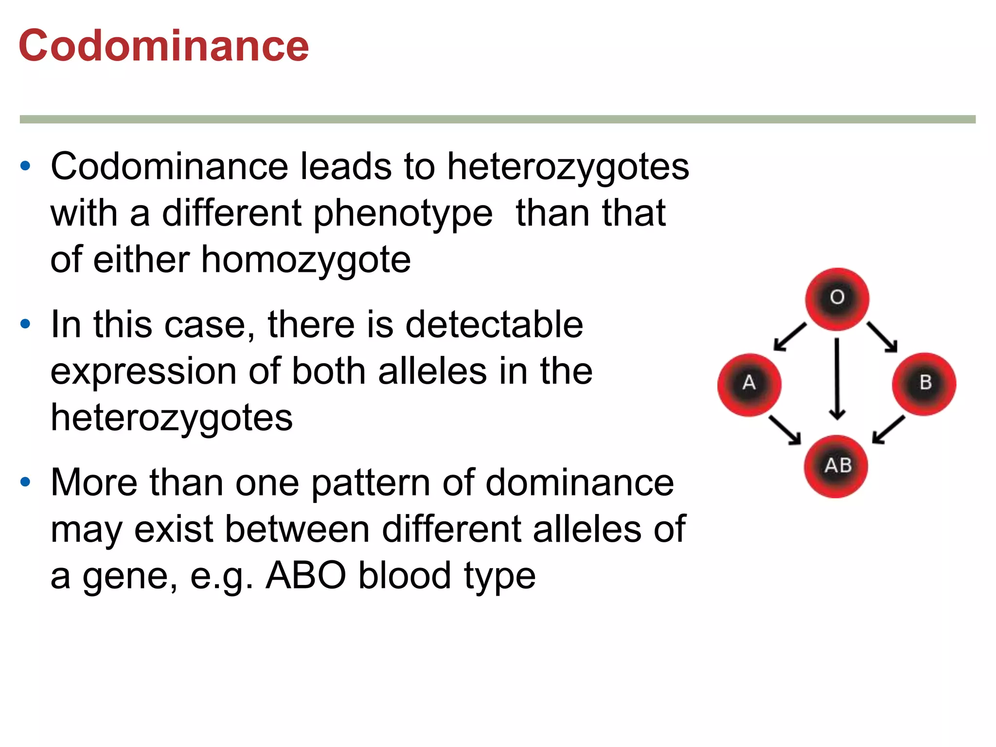 Codominance
• Codominance leads to heterozygotes
with a different phenotype than that
of either homozygote
• In this case, there is detectable
expression of both alleles in the
heterozygotes
• More than one pattern of dominance
may exist between different alleles of
a gene, e.g. ABO blood type

 