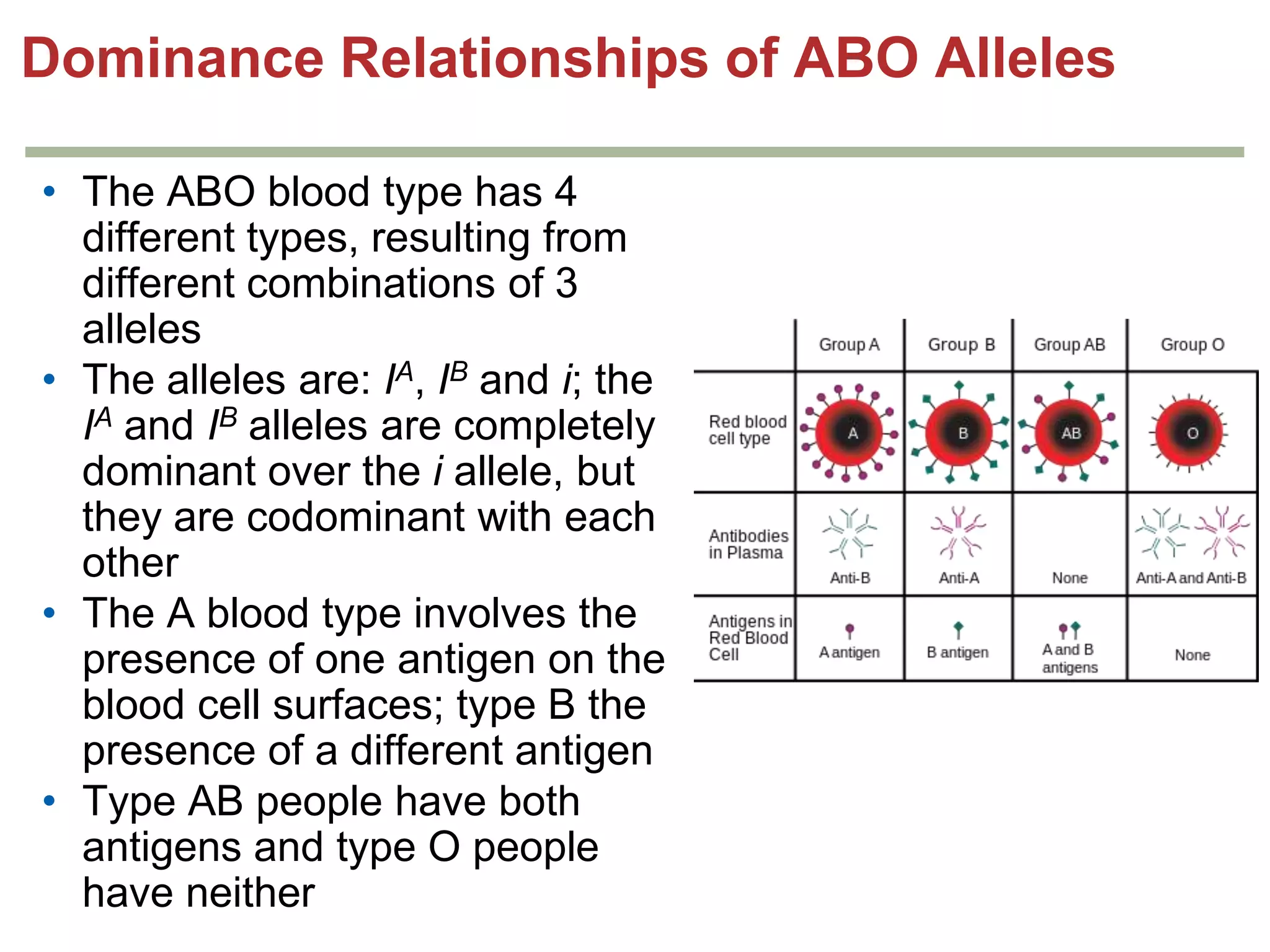 Dominance Relationships of ABO Alleles
• The ABO blood type has 4
different types, resulting from
different combinations of 3
alleles
• The alleles are: IA, IB and i; the
IA and IB alleles are completely
dominant over the i allele, but
they are codominant with each
other
• The A blood type involves the
presence of one antigen on the
blood cell surfaces; type B the
presence of a different antigen
• Type AB people have both
antigens and type O people
have neither

 