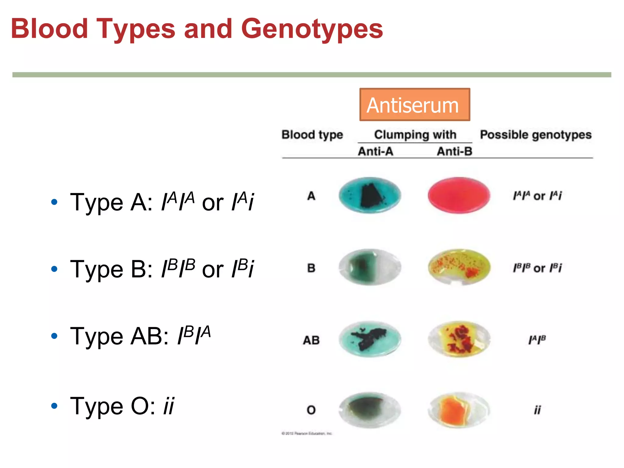 Blood Types and Genotypes
Antiserum

• Type A: IAIA or IAi

• Type B: IBIB or IBi
• Type AB: IBIA
• Type O: ii

 