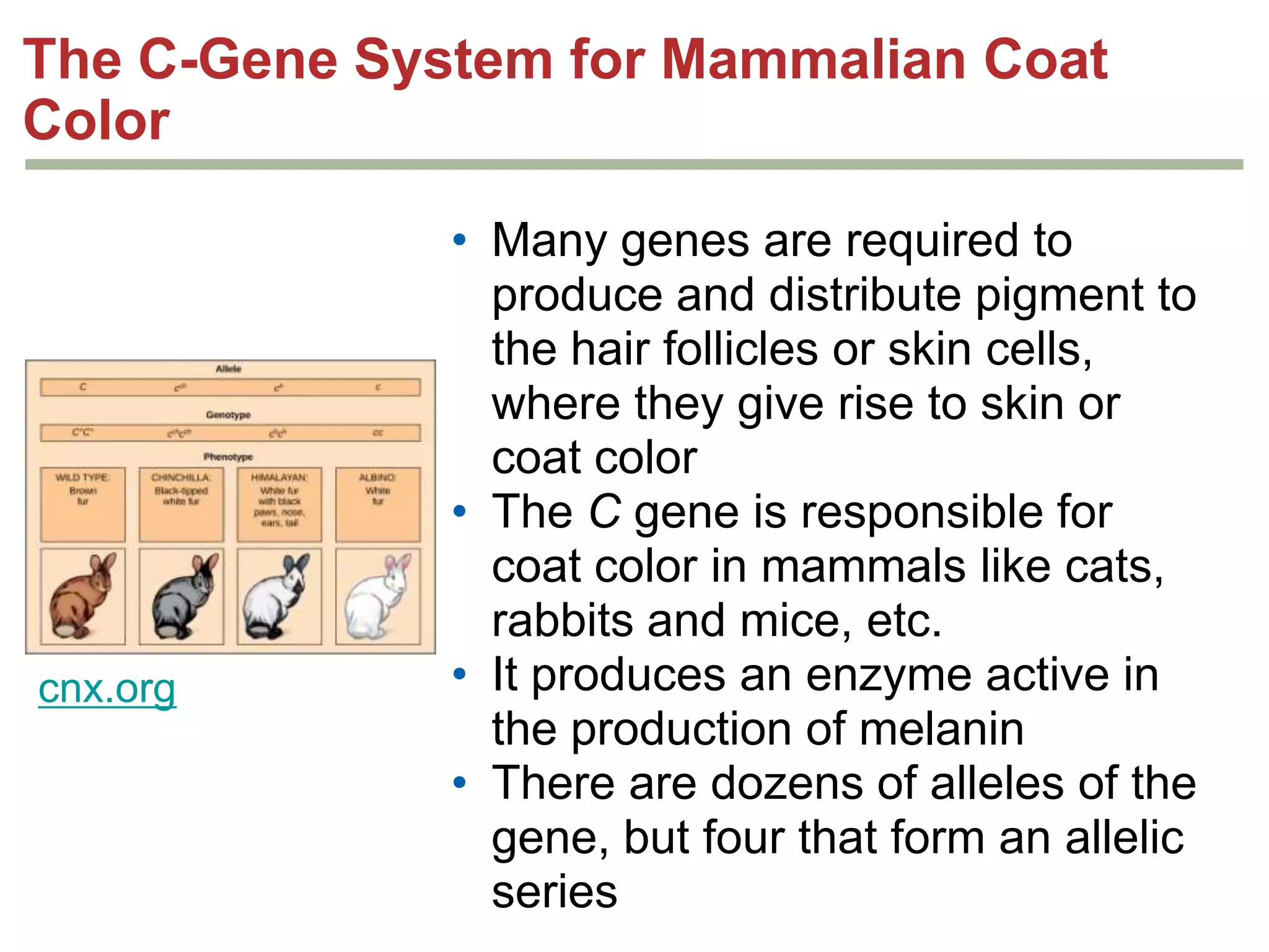 The C-Gene System for Mammalian Coat
Color

cnx.org

• Many genes are required to
produce and distribute pigment to
the hair follicles or skin
cells, where they give rise to skin
or coat color
• The C gene is responsible for
coat color in mammals like
cats, rabbits and mice, etc.
• It produces an enzyme active in
the production of melanin
• There are dozens of alleles of the
gene, but four that form an allelic
series

 