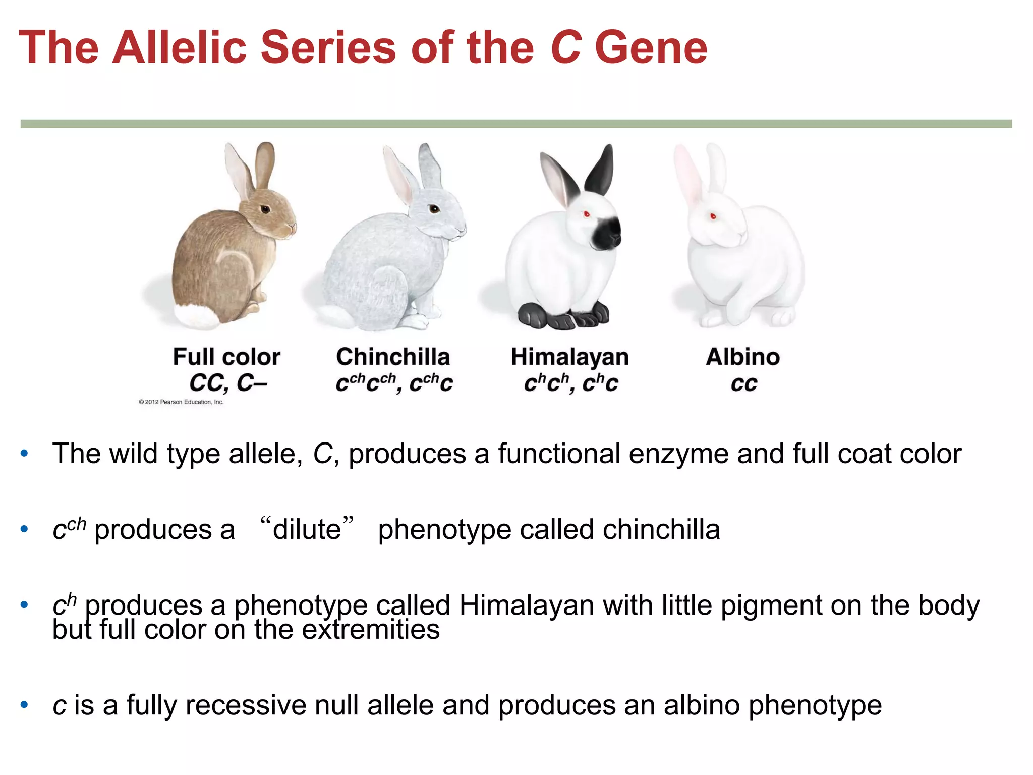 The Allelic Series of the C Gene

• The wild type allele, C, produces a functional enzyme and full coat color
• cch produces a “dilute” phenotype called chinchilla
• ch produces a phenotype called Himalayan with little pigment on the body
but full color on the extremities
• c is a fully recessive null allele and produces an albino phenotype

 