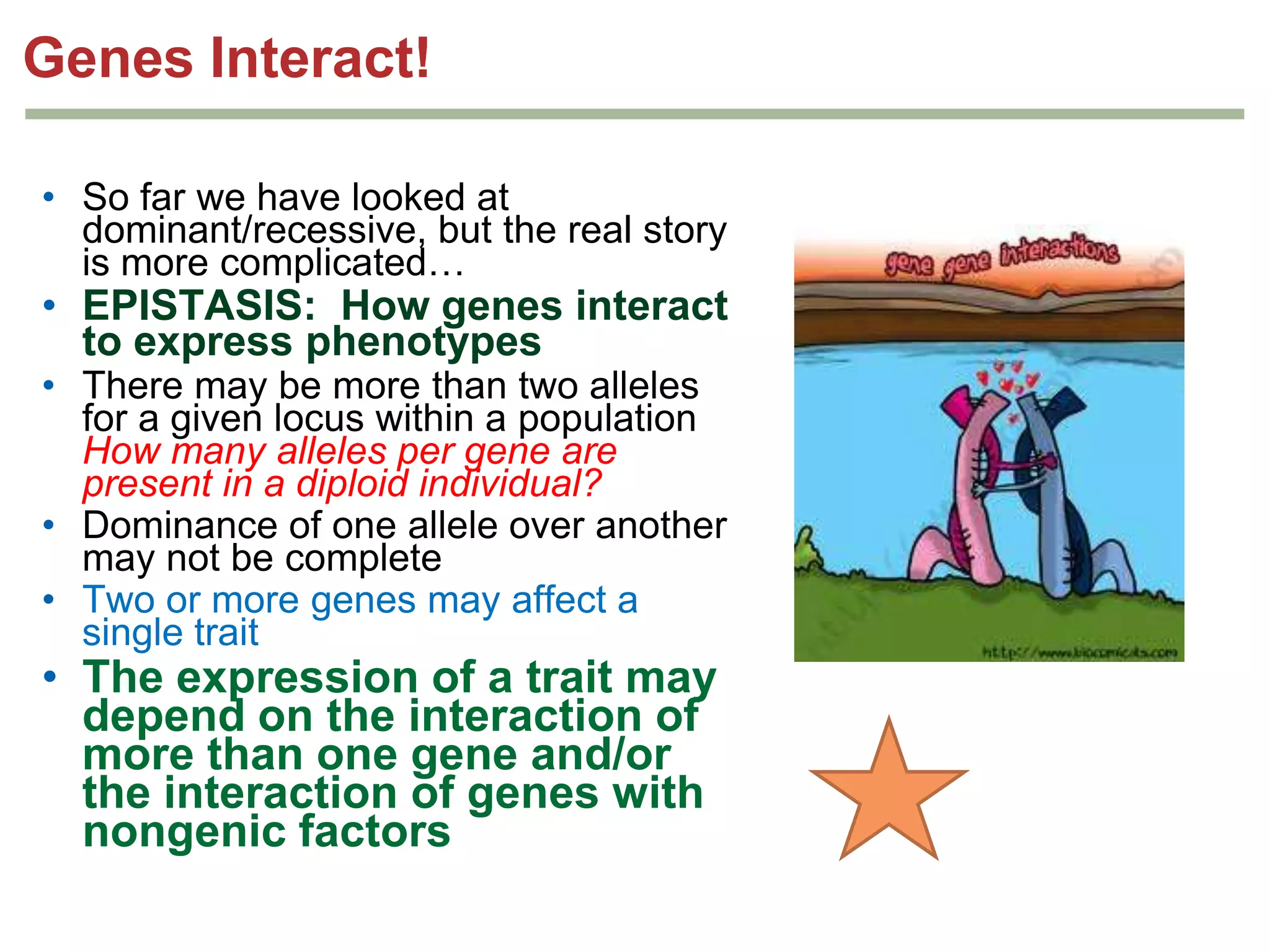 Genes Interact!
• So far we have looked at
dominant/recessive, but the real story
is more complicated…

• EPISTASIS: How genes interact
to express phenotypes
• There may be more than two alleles
for a given locus within a population
How many alleles per gene are
present in a diploid individual?
• Dominance of one allele over another
may not be complete
• Two or more genes may affect a
single trait

• The expression of a trait may
depend on the interaction of
more than one gene and/or
the interaction of genes with
nongenic factors

 