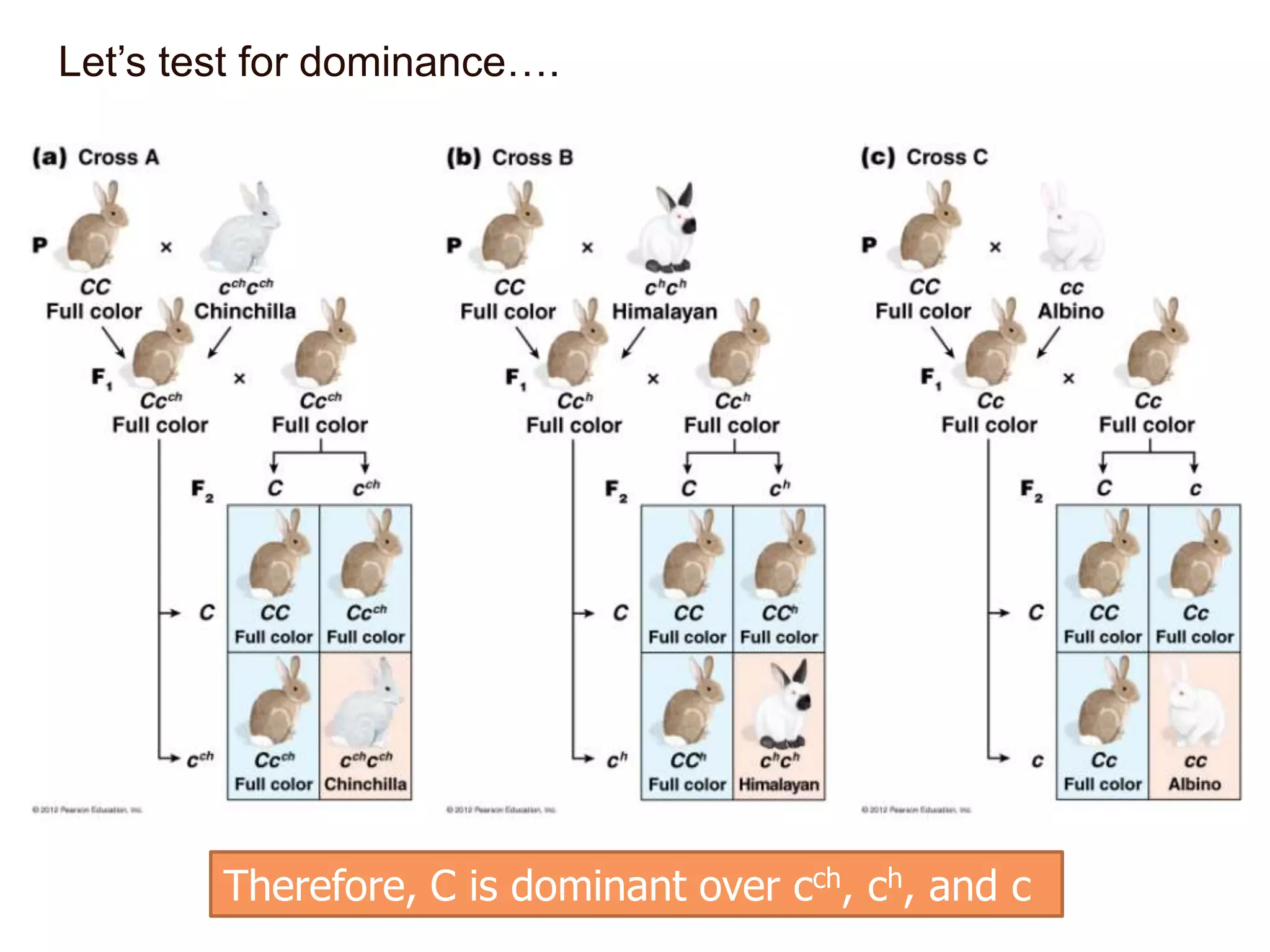 Let’s test for dominance….

Therefore, C is dominant over cch, ch, and c

 