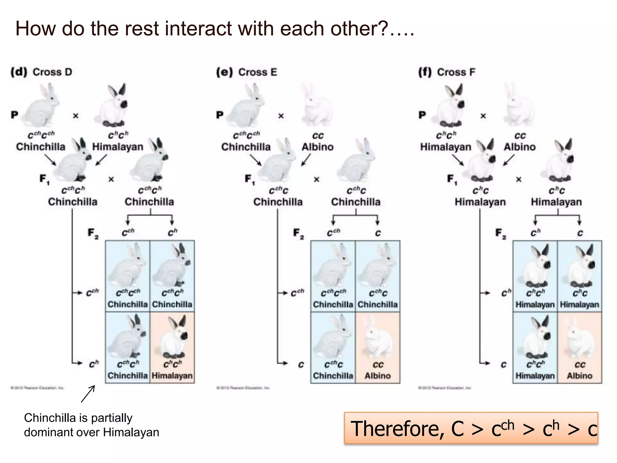 How do the rest interact with each other?….

Chinchilla is partially
dominant over Himalayan

Therefore, C > cch > ch > c

 