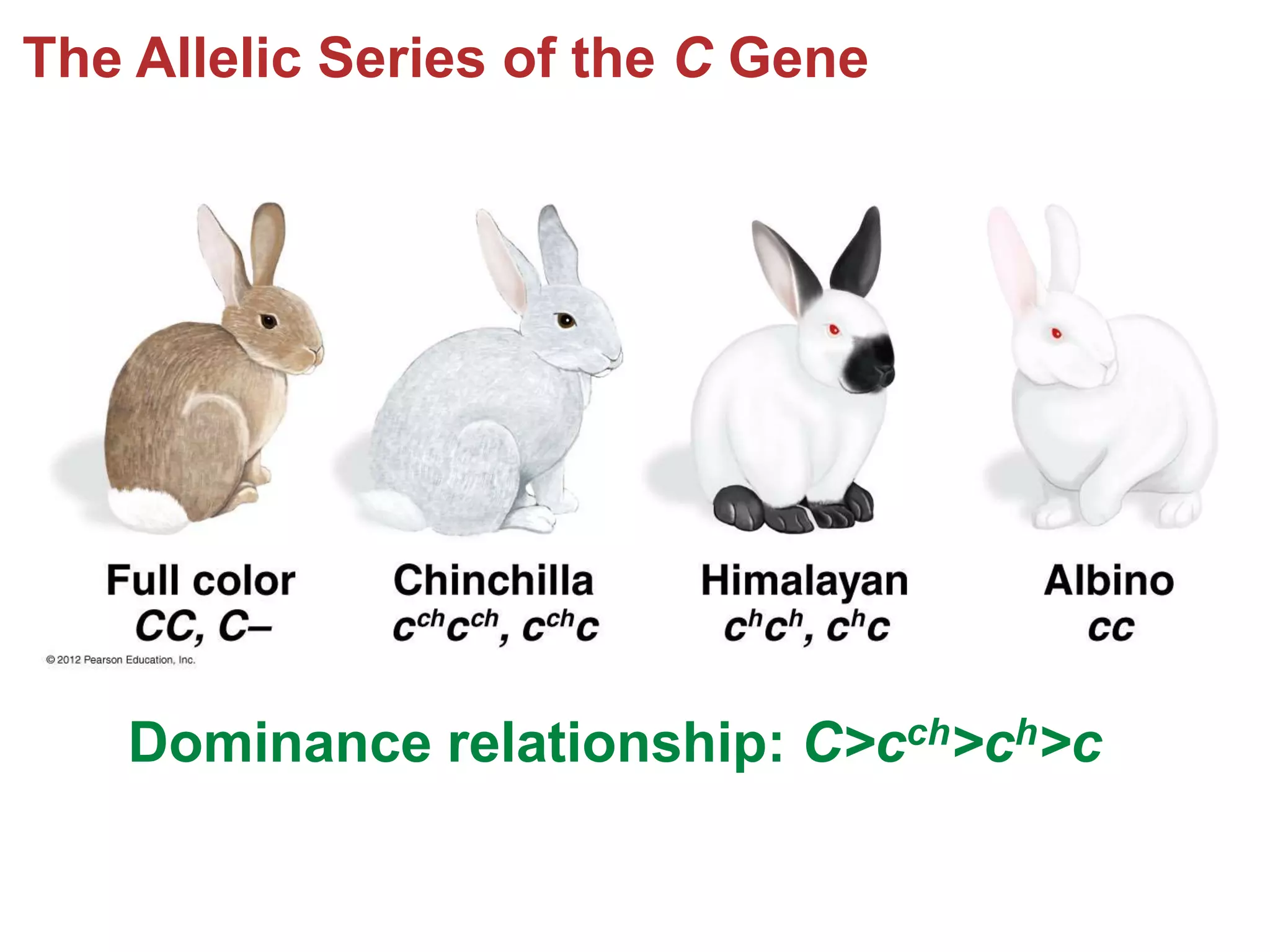 The Allelic Series of the C Gene

Dominance relationship: C>cch>ch>c

 