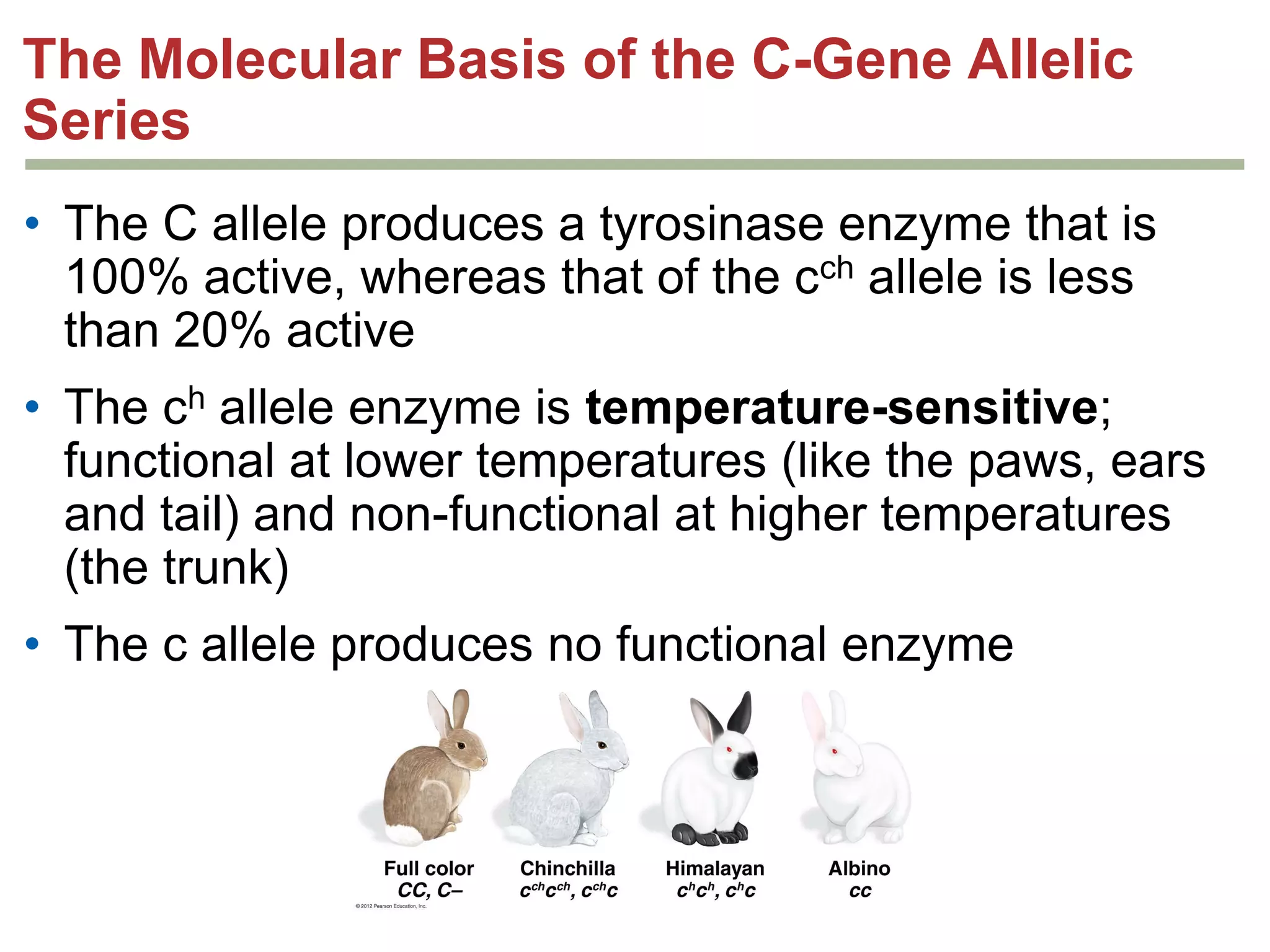 The Molecular Basis of the C-Gene Allelic
Series
• The C allele produces a tyrosinase enzyme that is
100% active, whereas that of the cch allele is less
than 20% active
• The ch allele enzyme is temperature-sensitive;
functional at lower temperatures (like the paws, ears
and tail) and non-functional at higher temperatures
(the trunk)
• The c allele produces no functional enzyme

 